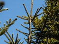 Abies pinsapo Kelleris IMG_3822 Jodła hiszpańska